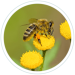 abelha-retirando-nectar-da-flor